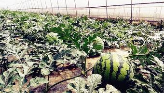 爆料门吃瓜,揭秘娱乐圈背后的惊人真相